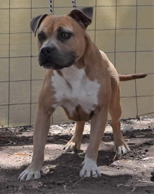 DDDawgs Lifes A Beach